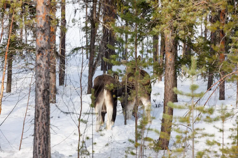 Ylläsjärvi, Finnland – Reisefoto vom 14. März 2026, Aufnahme 14