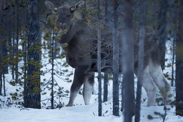 Pasvik, Norwegen – Reisefoto vom 21. März 2026, Aufnahme 26