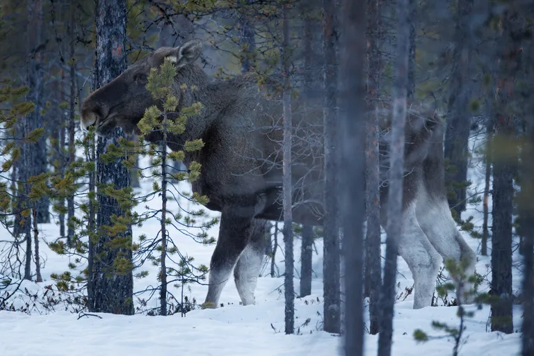 Pasvik, Norwegen – Reisefoto vom 21. März 2026, Aufnahme 37