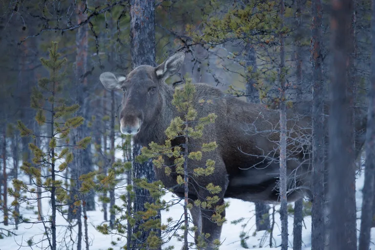 Pasvik, Norwegen – Reisefoto vom 21. März 2026, Aufnahme 53