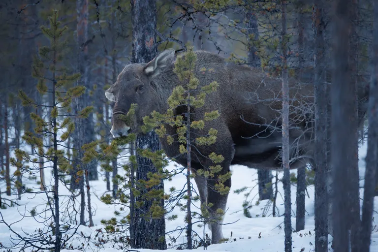 Pasvik, Norwegen – Reisefoto vom 21. März 2026, Aufnahme 55