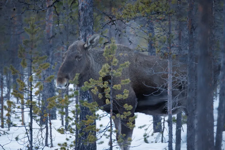 Pasvik, Norwegen – Reisefoto vom 21. März 2026, Aufnahme 58