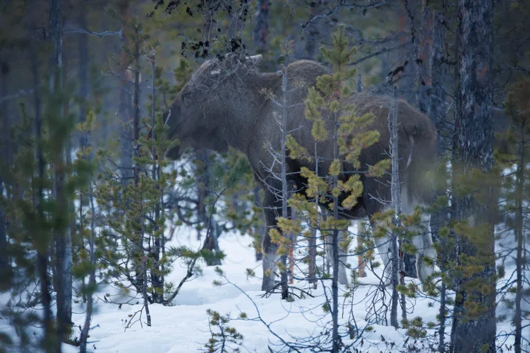 Pasvik, Norwegen – Reisefoto vom 21. März 2026, Aufnahme 73