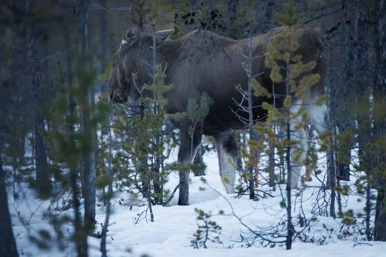 Pasvik, Norwegen – Reisefoto vom 21. März 2026, Aufnahme 74