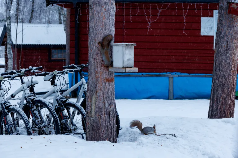 Pasvik, Norwegen – Reisefoto vom 25. März 2026, Aufnahme 43