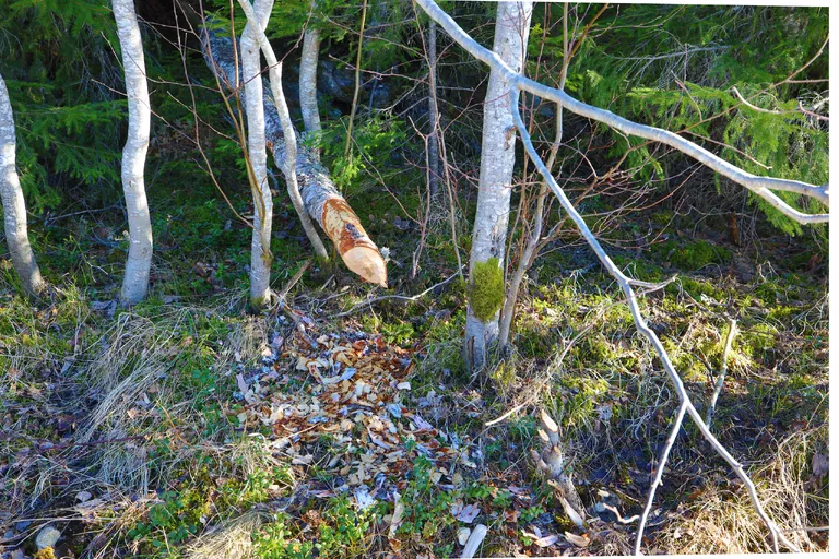 Järpen, Schweden – Reisefoto vom 10. April 2026, Aufnahme 77
