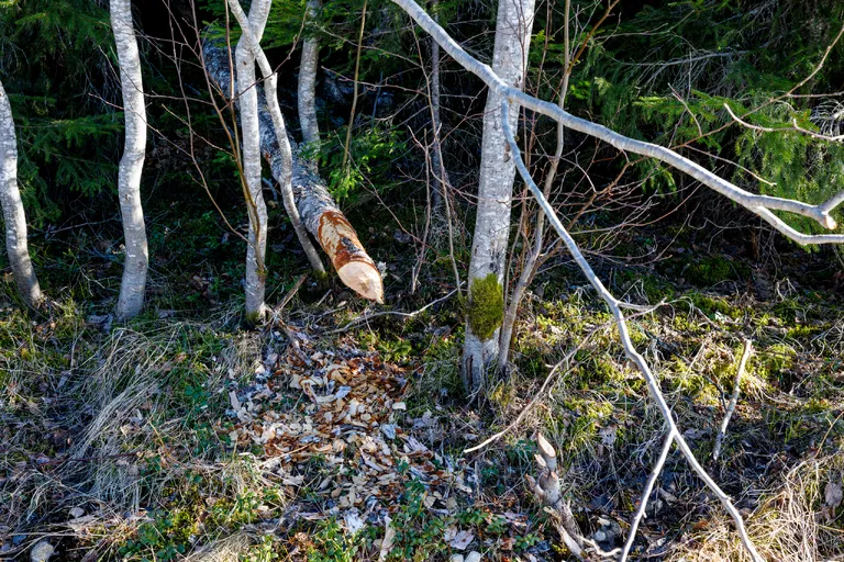 Järpen, Schweden – Reisefoto vom 10. April 2026, Aufnahme 79