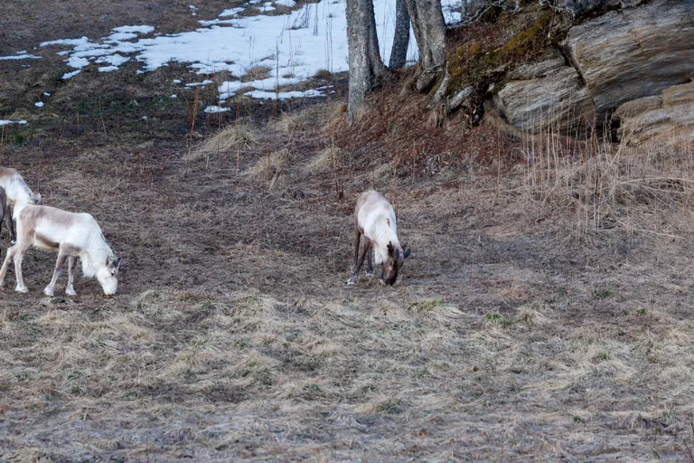 Undersåker, Schweden – Reisefoto vom 10. April 2026, Aufnahme 94