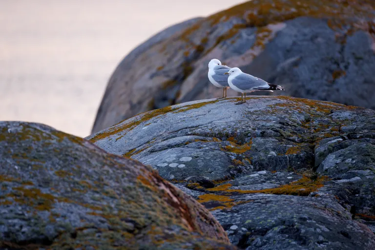 Fotö, Schweden – Reisefoto vom 12. April 2026, Aufnahme 4