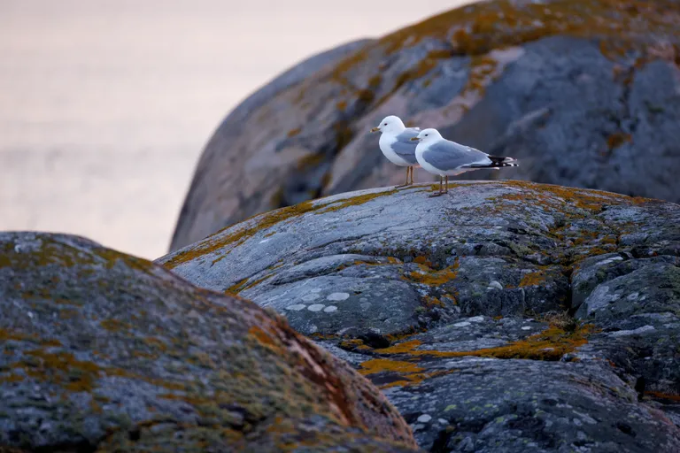 Fotö, Schweden – Reisefoto vom 12. April 2026, Aufnahme 6