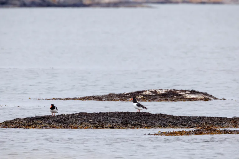 Fotö, Schweden – Reisefoto vom 13. April 2026, Aufnahme 5