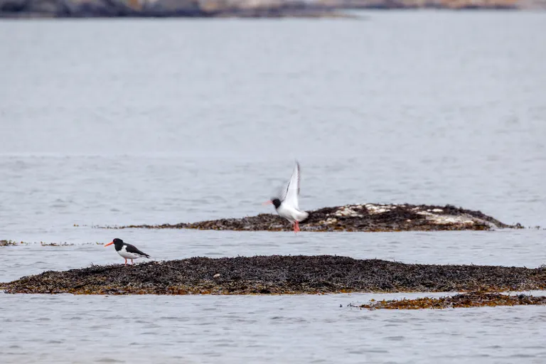 Fotö, Schweden – Reisefoto vom 13. April 2026, Aufnahme 6